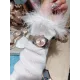 【2026】ROLEX ( ロレックス )  腕時計  30MM